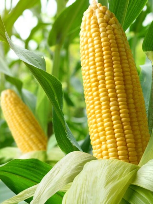 Is Corn Good for Weight Loss?